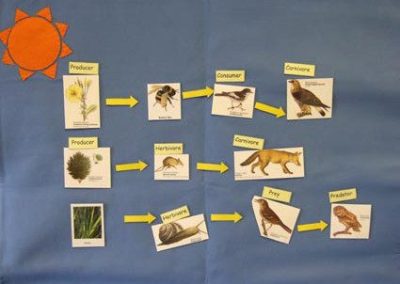 Adaptation, Classification & Food Chains