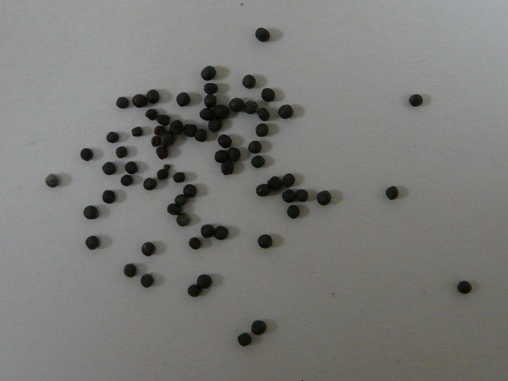 seeds